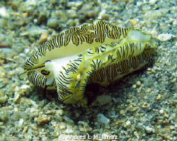 FLAMINGO TONGUE! by Andres L-M_larraz 